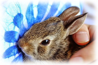 bunny