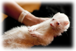 ferret