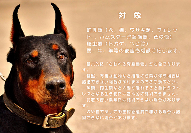 対象